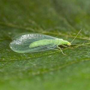 Adulte de chrysope anti pucerons, cochenilles et acariens sur une feuille