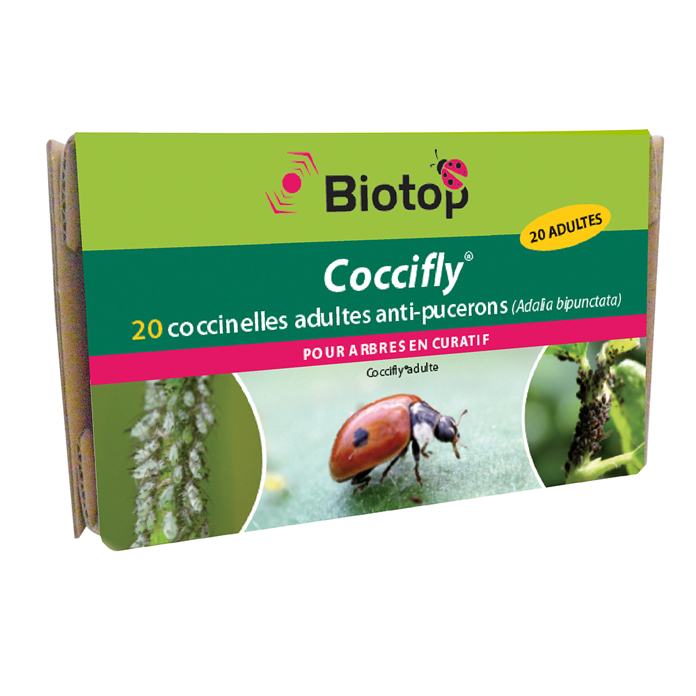 coccinelles contre les pucerons