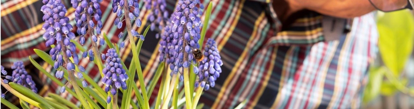 Abeille pollinisant une fleur - Copyright Pollinature GMBH