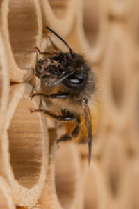 Abeille maçonne - Copyright Pollinature GMBH