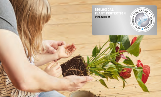 Capsule nématode sur plante intérieur