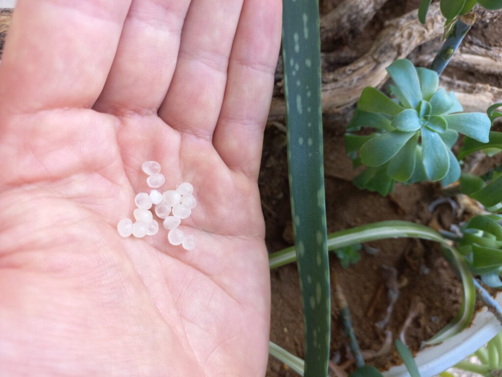 Capsule nématode