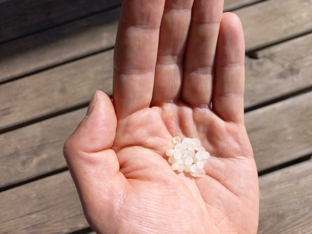 Capsule de nématode dans la main