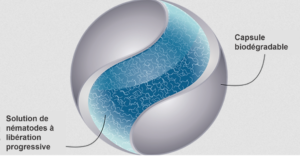 fonctionnement nématodes