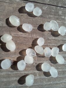 Capsules nématodes