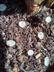 Capsule nématode au sol