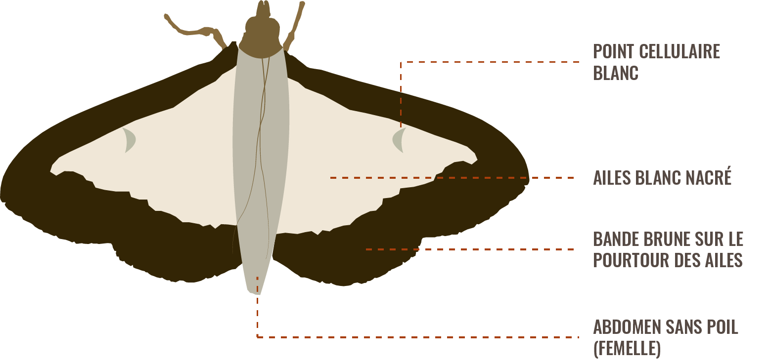 Schéma imago ou papillon pyrale du buis